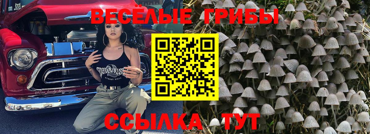 Псилоцибиновые грибы Psilocybe Вышний Волочёк