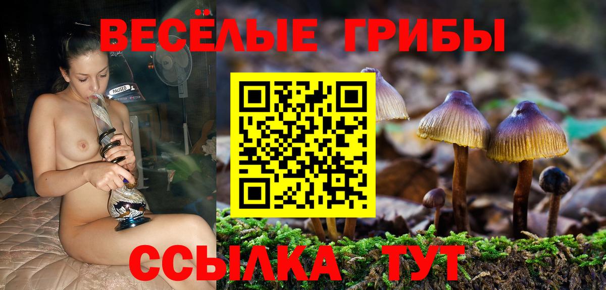 Псилоцибиновые грибы Psilocybe  Вход с VPN  Вышний Волочёк 